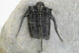 Cyphaspis Trilobite - Very Large For Species #252520-3